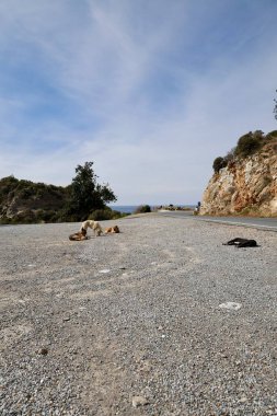 Köpekler dinleniyor. Yüksek kalite fotoğraf