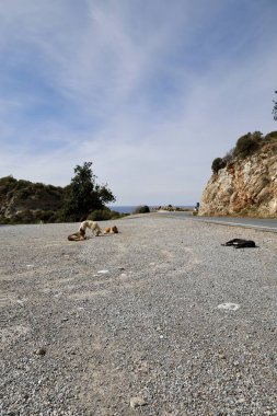 Köpekler dinleniyor. Yüksek kalite fotoğraf