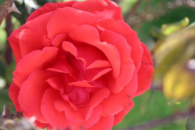 Kırmızı gül yaprakları. Yüksek kalite fotoğraf