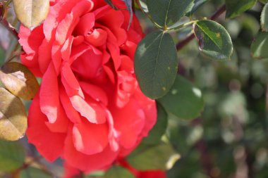 Kırmızı gül yaprakları. Yüksek kalite fotoğraf