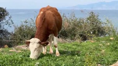 İnek otlayan inek otlayan bir yer. Yüksek kalite fotoğraf