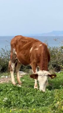 İnek otlayan inek otlayan bir yer. Yüksek kalite fotoğraf