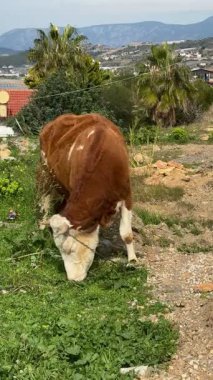 İnek otlayan inek otlayan bir yer. Yüksek kalite fotoğraf