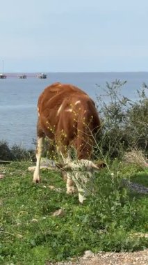 İnek otlayan inek otlayan bir yer. Yüksek kalite fotoğraf