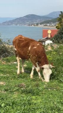 İnek otlayan inek otlayan bir yer. Yüksek kalite fotoğraf