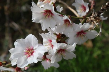 Beyaz badem çiçekleri. Yüksek kalite fotoğraf
