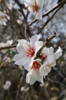 Beyaz badem çiçekleri. Yüksek kalite fotoğraf