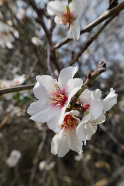 Beyaz badem çiçekleri. Yüksek kalite fotoğraf