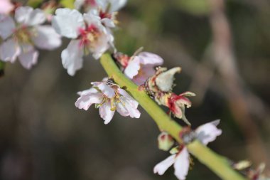 Narin pembe çiçek. Yüksek kalite fotoğraf