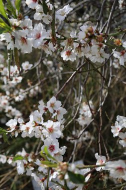 Beyaz badem çiçekleri. Yüksek kalite fotoğraf