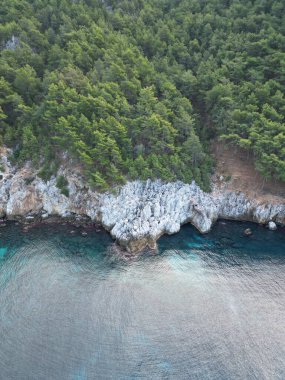Cliffside orman kıyı şeridi. Yüksek kalite fotoğraf
