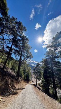 Çam ağacı karla kaplı dağların arka planında. Yüksek kaliteli illüstrasyon