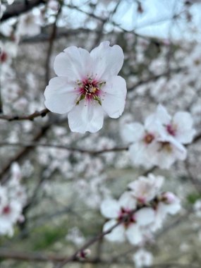 Çiçekli dağ manzarası. Çiçekli badem ağaçları. Yüksek kalite fotoğraf