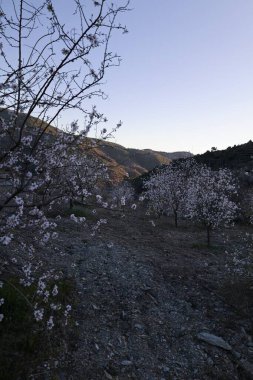 Çiçekli badem ağaçları. Yüksek kalite fotoğraf