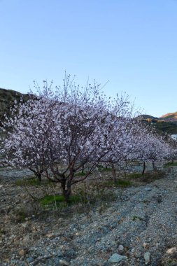 Çiçekli badem ağaçları. Yüksek kalite fotoğraf