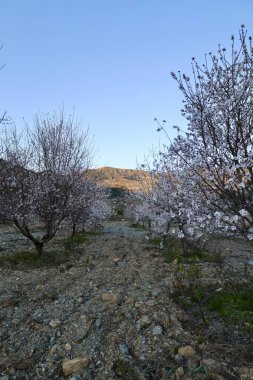 Çiçekli badem ağaçları. Yüksek kalite fotoğraf