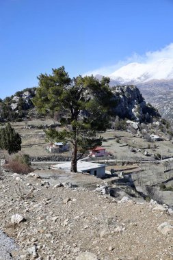 Dağ ağacı manzarası. Yüksek kalite fotoğraf