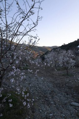 Çiçekli badem ağaçları. Yüksek kalite fotoğraf