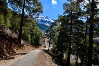 Dağ ağacı manzarası. Yüksek kalite fotoğraf