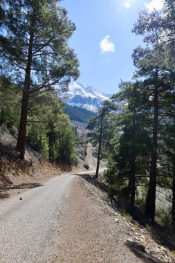 Dağ ağacı manzarası. Yüksek kalite fotoğraf