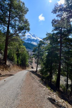Dağ ağacı manzarası. Yüksek kalite fotoğraf