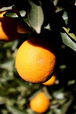 Portakal ağacı güneş ışığı. Yüksek kalite fotoğraf