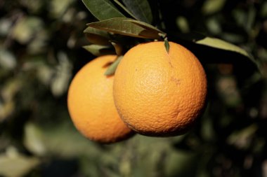 Portakal ağacı güneş ışığı. Yüksek kalite fotoğraf