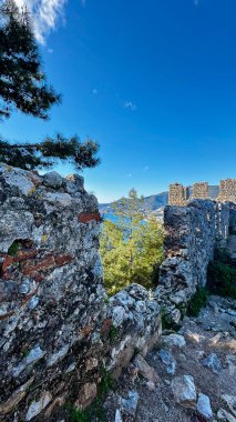Çiçek kıyı manzarası. Yüksek kalite fotoğraf