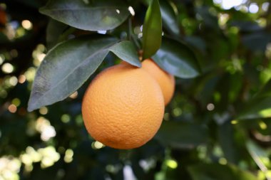 Portakal ağacı güneş ışığı. Yüksek kalite fotoğraf
