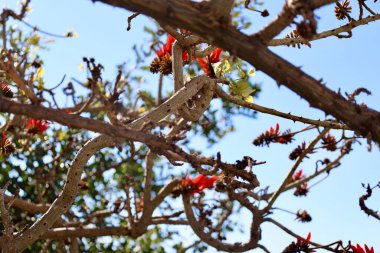 Kırmızı çiçek dalları. Yüksek kalite fotoğraf