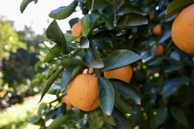 Portakal ağacı güneş ışığı. Yüksek kalite fotoğraf