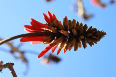 Kırmızı çiçek mercan ağacı. Yüksek kalite fotoğraf