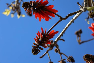 Kırmızı çiçek mercan ağacı. Yüksek kalite fotoğraf