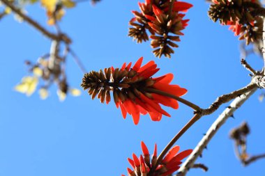 Red flower coral tree. High quality photo clipart