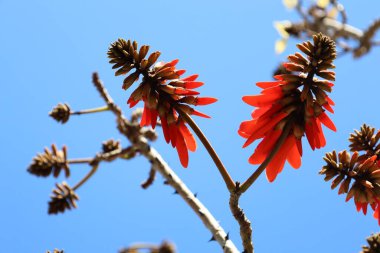 Kırmızı çiçek mercan ağacı. Yüksek kalite fotoğraf