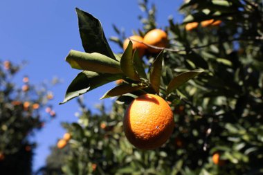 Portakal ağacı güneş ışığı. Yüksek kalite fotoğraf