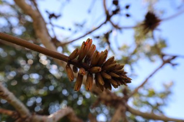 Kırmızı çiçek dalları. Yüksek kalite fotoğraf