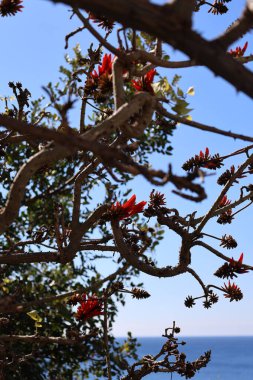 Kırmızı çiçek dalları. Yüksek kalite fotoğraf