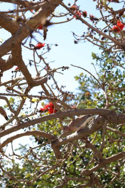 Kırmızı çiçek dalları. Yüksek kalite fotoğraf