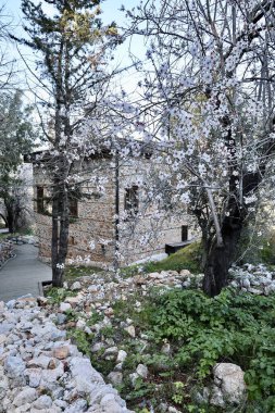 Çiçek açan ağaç sokağı. Eski taş ev. Yüksek kalite fotoğraf