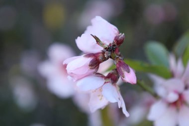 Pembe çiçek dalları. Yüksek kalite fotoğraf