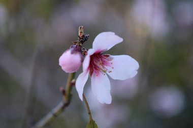 Pembe çiçek dalları. Yüksek kalite fotoğraf
