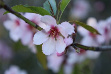 Pink blossoms branch. High quality photo clipart