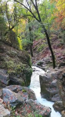 Akarsu ormanı kayaları. Fpv İHA Sonbaharda Dağ Nehri