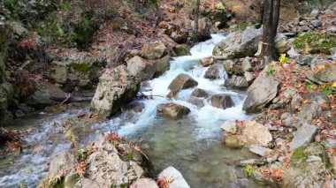 Akarsu ormanı kayaları. Fpv İHA Sonbaharda Dağ Nehri