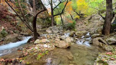 Akarsu ormanı kayaları. Fpv İHA Sonbaharda Dağ Nehri