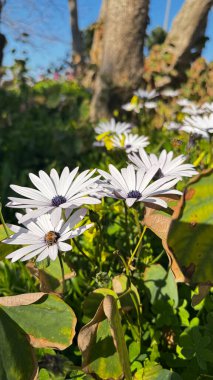 Beyaz papatya bahçesi. Osteospermum Yüksek kalite fotoğraf