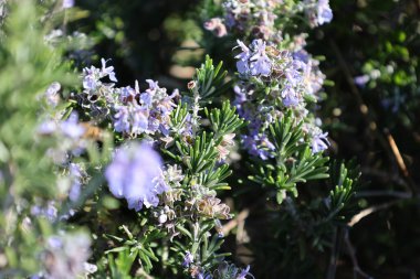 Rosemary purple flowers. High quality photo clipart