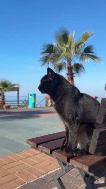 Oteldeki kara kedi. Yüksek kalite fotoğraf
