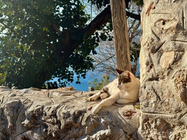 Kedi dışarıda güneşin tadını çıkarıyor.